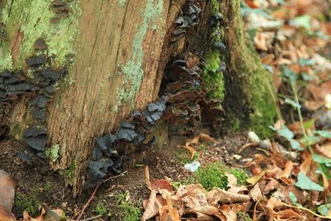 Ischnoderma benzoinum growing on a tree trunk. Foto stock