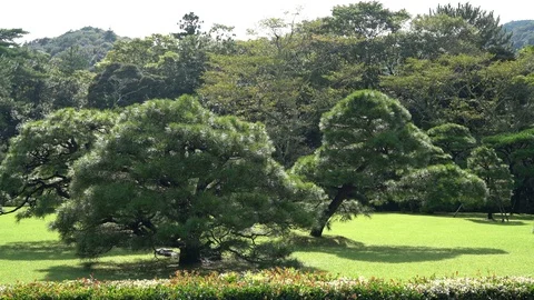 Ise jingu shrine in Mie. Stock Footage 115489876