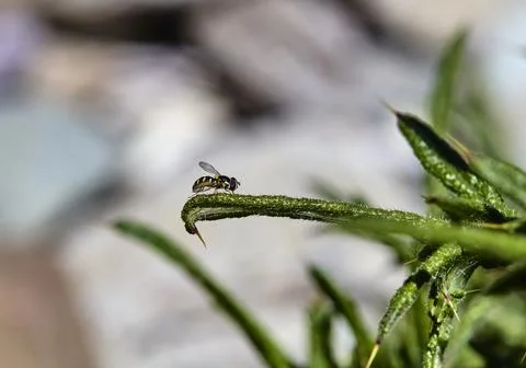 Ishiodon is a genus of Diptera from the complex hoverfly Stock Photos