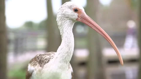 Isis Bird Stock Footage 46156802