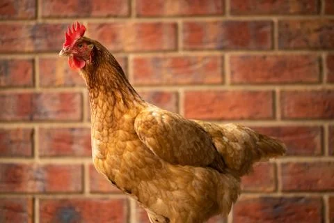 Isla Brown Chicken Stock Photos