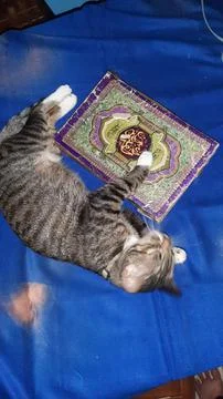 Islamic cat Фото
