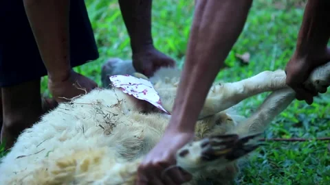 Islamic Eid al-Adha Goat Sacrifice Ritual Stock Footage 282691321