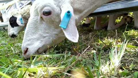 Islamic holiday 9 Stock Footage 94049262