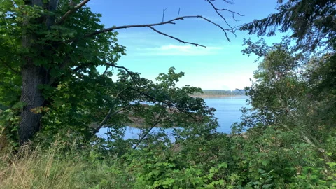 Island bay from behind trees Stock Footage 146993884