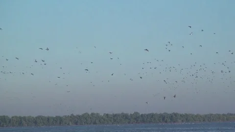 ISLAND BIRDS Stock Footage 73974613