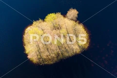 Island in the bog, golden marsh, lakes and nature environment. Sundown evenin Stock Photos