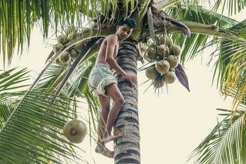 Island boy using a container to collect harvested coconuts from tree Stock Photos