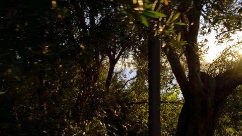 The island comes up from the trees Video stock 121581936