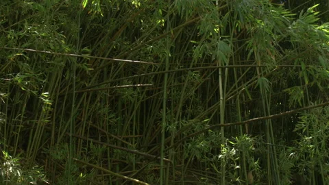 Island Dense Bamboo Blows in the Wind UHD 스톡 동영상 284887461