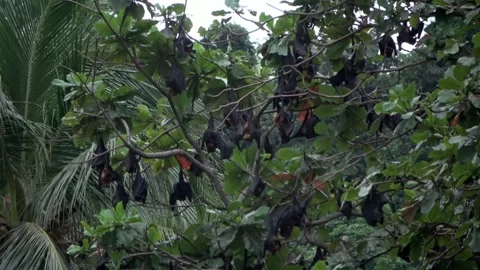 Island Flying Fox fruit bats, Malaysia Stock-Footage 321849667