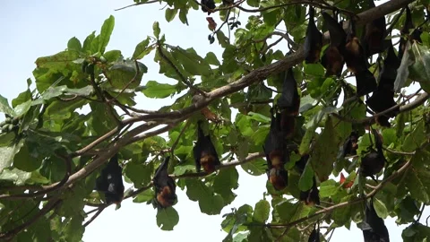 Island Flying Fox fruit bats, Malaysia Stock Footage 321849911