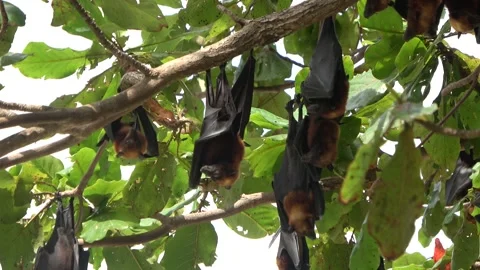 Island Flying Fox fruit bats, Malaysia Stock Footage 321850035