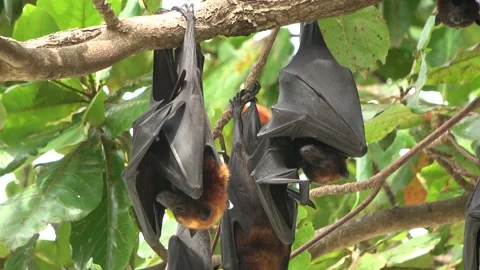 Island Flying Fox fruit bats, Malaysia Stock Footage 321850112
