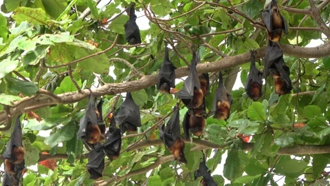 Island Flying Fox fruit bats, Malaysia Stock Footage 321850127