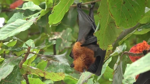 Island Flying Fox fruit bats, Malaysia Stock Footage 321850128