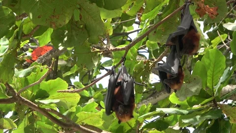 Island Flying Fox fruit bats, Malaysia Stock Footage 321850130