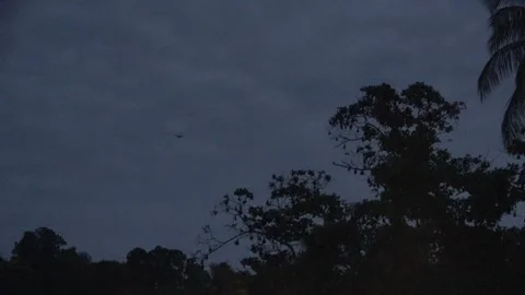 Island Flying Fox fruit bats, Malaysia Stock Footage 321850141