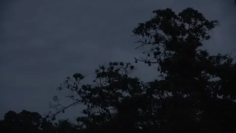 Island Flying Fox fruit bats, Malaysia Stock Footage 321850143