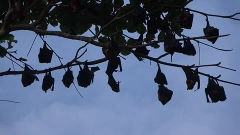 Island Flying Fox fruit bats, Malaysia Stock Footage 321850603