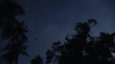 Island Flying Fox fruit bats, Malaysia Stock Footage 321850604