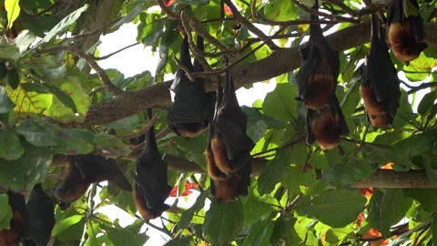 Island Flying Fox fruit bats, Malaysia Stock Footage 321850610