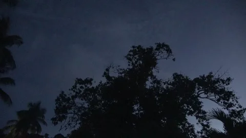 Island Flying Fox fruit bats, Malaysia Stock Footage 321850688