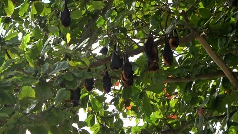 Island Flying Fox fruit bats, Malaysia Stock Footage 321850694