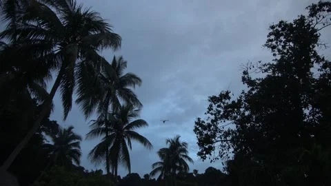 Island Flying Fox fruit bats, Malaysia Stock Footage 321850870