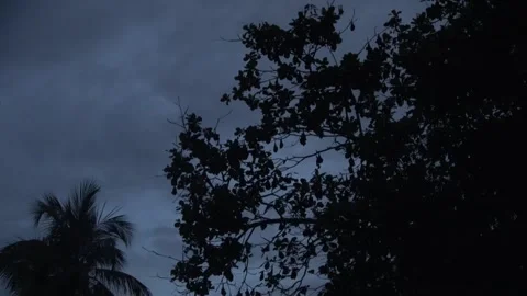 Island Flying Fox fruit bats, Malaysia Stock Footage 321850882