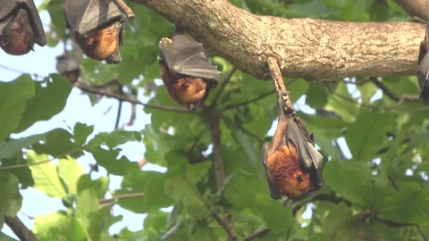 Island Flying Fox, Malaysia Stock Footage 145339088