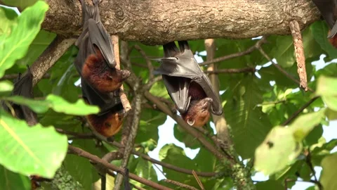 Island Flying Fox, Malaysia Stock Footage 145339331