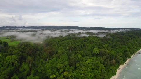 Island Forest Stock-Footage 242162325