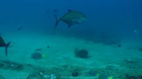 Island jack Stock Footage 24262280