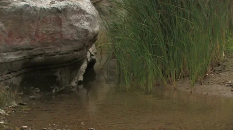 Island Marsh 스톡 동영상 38317218