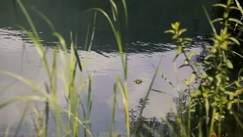 Island in middle of lake Stock Footage 81487400