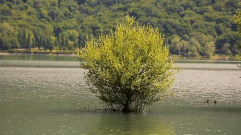 Island in middle of lake Stock Footage 81487560