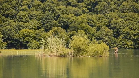 Island in middle of lake Stock Footage 81487563