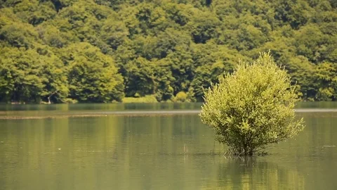 Island in middle of lake Stock Footage 81487627