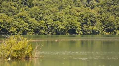 Island in middle of lake Stock Footage 81487746