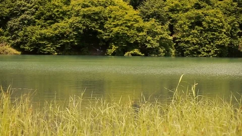 Island in middle of lake Stock Footage 81488018