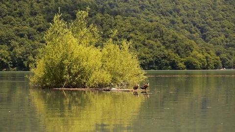 Island in middle of lake Stock Footage 81488129