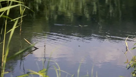 Island in middle of lake Stock Footage 81488786