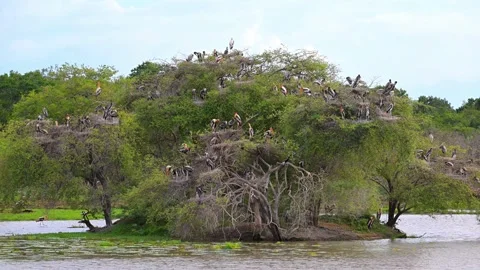 Island nesting colony of Painted storks. Stock Footage 321476636
