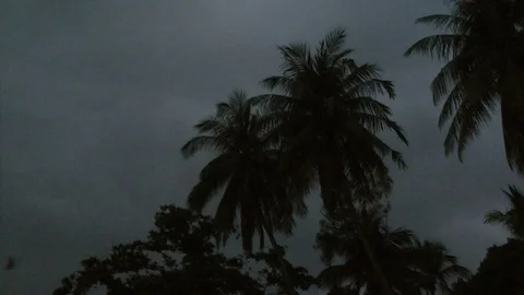 Island or Variable Flying Fox 스톡 동영상 88546884