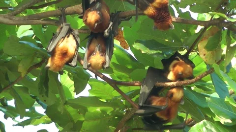 Island or Variable Flying Fox 스톡 동영상 88546903