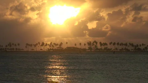 Island Palm Trees Stock Footage 481998