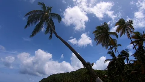 Island Palms Video stock 94084006