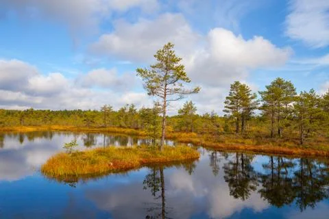 Island with pine tree. Viru bogs at Lahemaa national park Stock Photos
