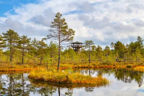 Island with pine tree. Viru bogs at Lahemaa national park Stock Photos